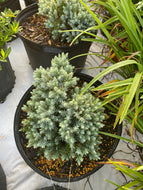 Juniperus Blue Star