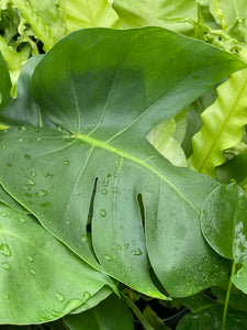 Rhaphidophora Tetrasperma Mini Monstera