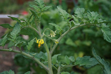 Load image into Gallery viewer, Tomato Better Boy
