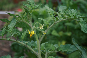 Tomato Better Boy