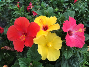 Hibiscus Bush