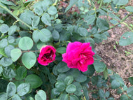 Rose Brindabella Purple Prince