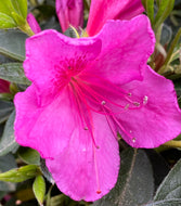 Azalea Formosa