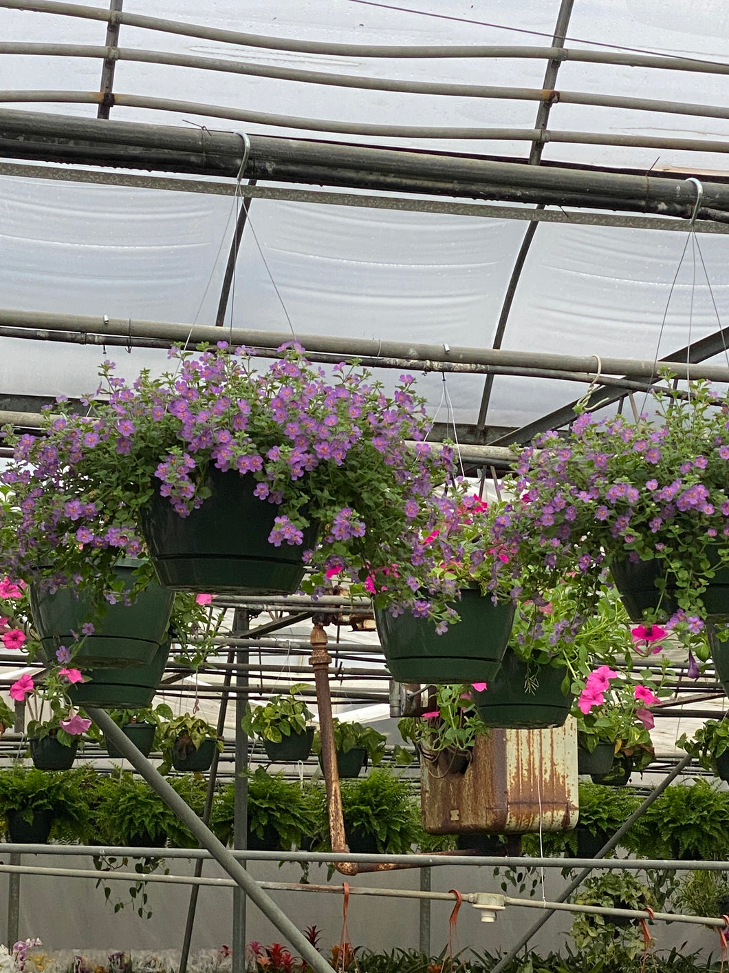 Hanging Baskets