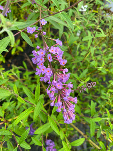 Buddliea Bi-Color