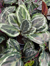 Load image into Gallery viewer, Calathea
