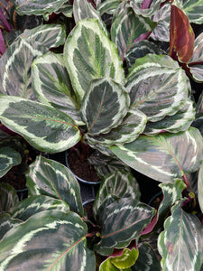 Calathea