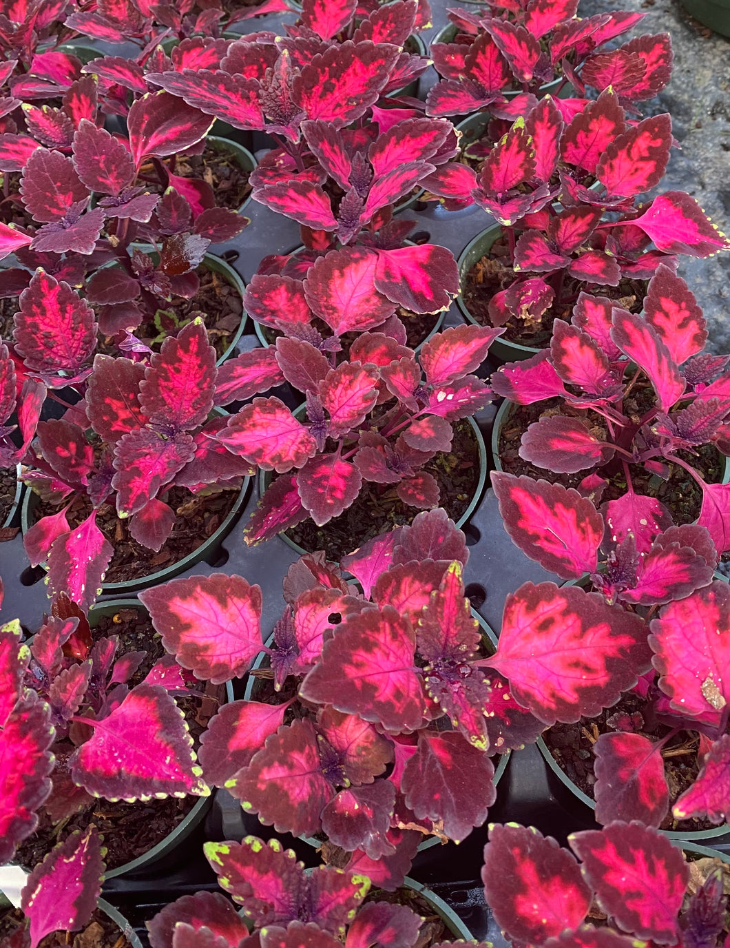 Coleus Electric Ell