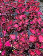 Coleus Electric Ell