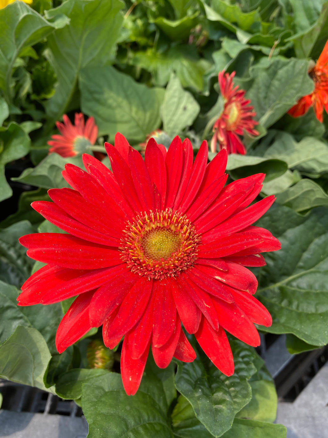 Gerbera Daisy