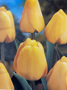 Tulip Darwin Hybrid Yellow 10 count