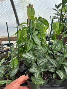 Monstera siltipicana Silver Monstera