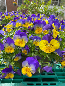 Pansy Hanging Basket