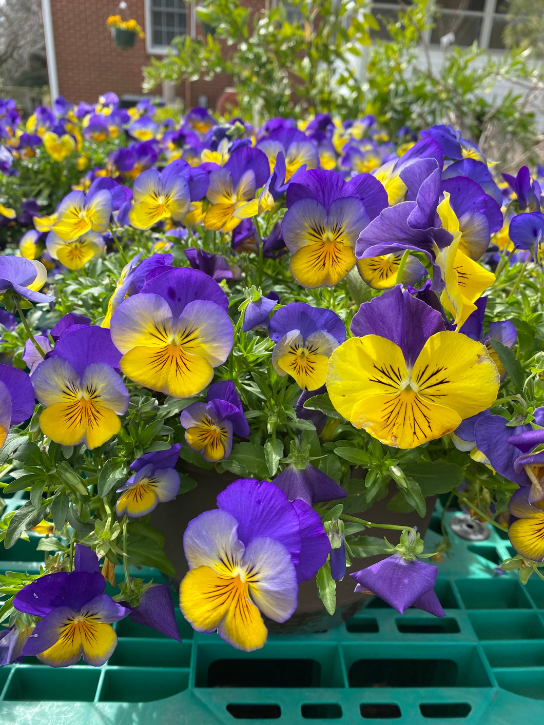 can you plant pansies in hanging baskets Pansy Hanging Basket