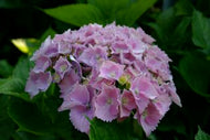Hydrangea macrophyllum Goliath Pink
