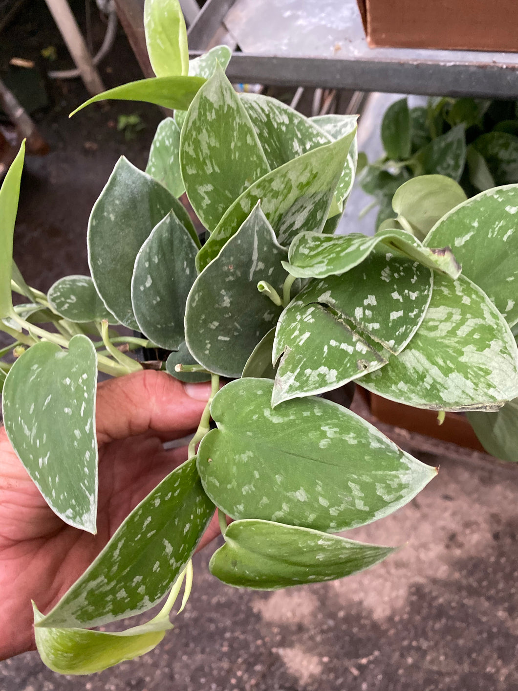 Pothos Silver Satin