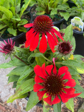 Load image into Gallery viewer, Sombrero® Baja Burgundy Coneflower
