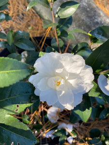 Camellia sasanqua 'Mine-no-Yuki', aka Snow on the Mountain