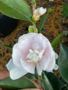 Camellia sasanqua 'Mine-no-Yuki', aka Snow on the Mountain