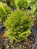 Thuja Hetzi Midget