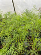 Anethum Dill Weed