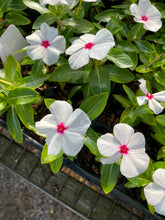 Load image into Gallery viewer, Vinca
