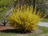 Forsythia Linwood Gold