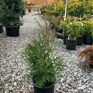 Thuja occidentalis ‘American Pillar’