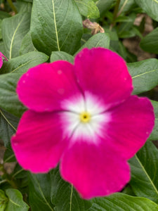 Vinca ( Catharanthus) 4” Pot