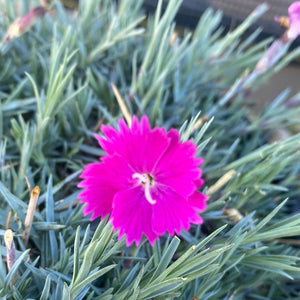 Dianthus Firewitch