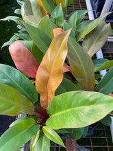 Load image into Gallery viewer, Philodendron Prince of Orange
