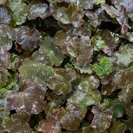 Heuchera Ruby Falls