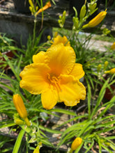 Load image into Gallery viewer, Hemerocallis Daylily Stella d’Oro
