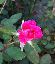 Load image into Gallery viewer, Knockout Rose
