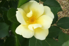 Load image into Gallery viewer, Knockout Rose
