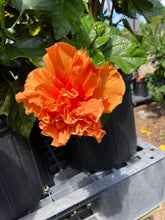 Load image into Gallery viewer, Hibiscus
