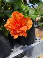 Hibiscus