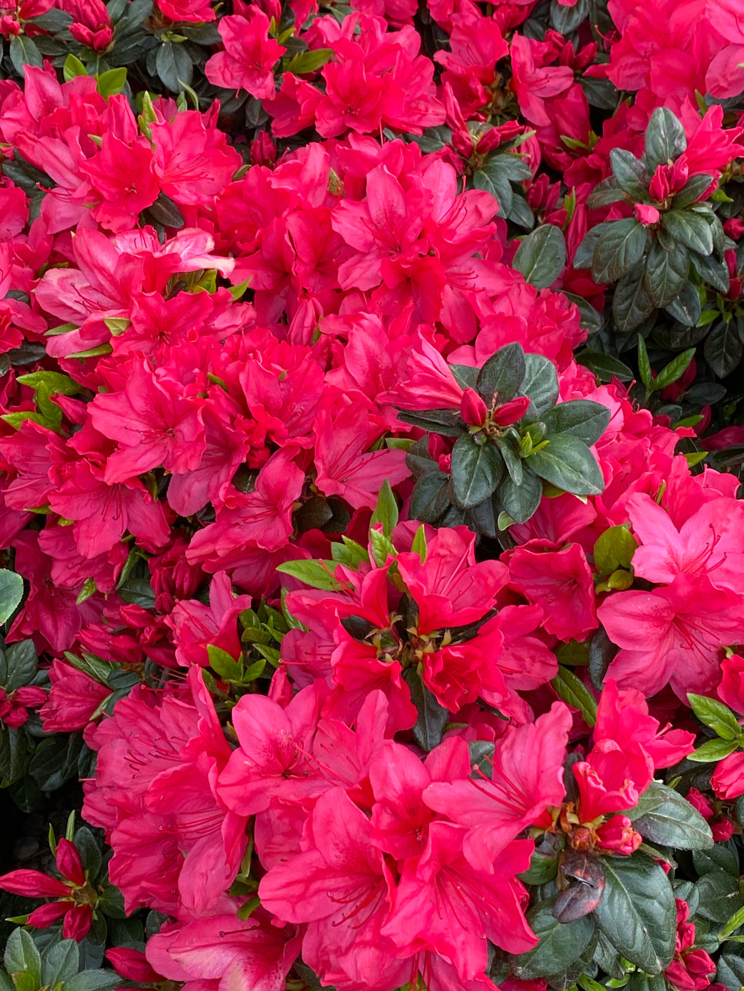 Azalea Sunglow