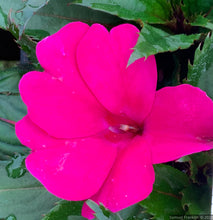 Load image into Gallery viewer, 4&quot; New Guinea Impatiens
