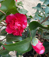 Camellia japonica 'Govenor Mouton’