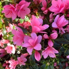 Load image into Gallery viewer, Azalea Coral  Bells
