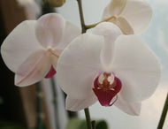 Orchid Phalenopsis