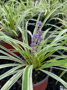 Lirope Variegated