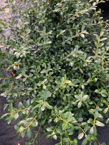 Ilex crenata ‘Green Luster’ Holly