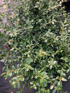 Ilex crenata ‘Green Luster’ Holly
