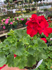 4” Geranium
