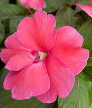 Load image into Gallery viewer, 4&quot; New Guinea Impatiens
