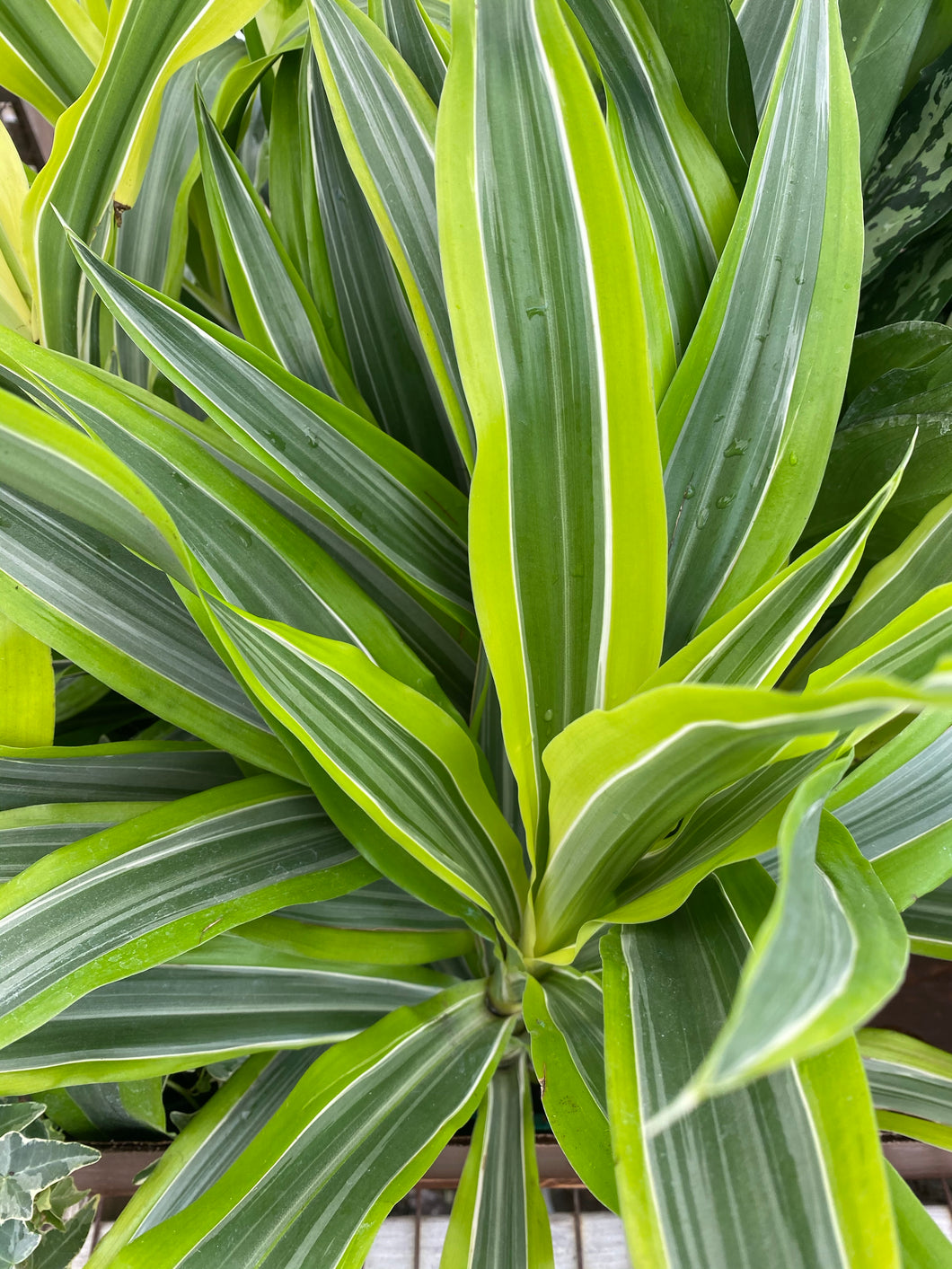 Dracena Lemon Lime