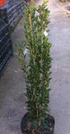 Sky Pencil Holly Ilex crenata