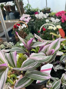 Tradescantia 'Bubble Gum' 4' Pot